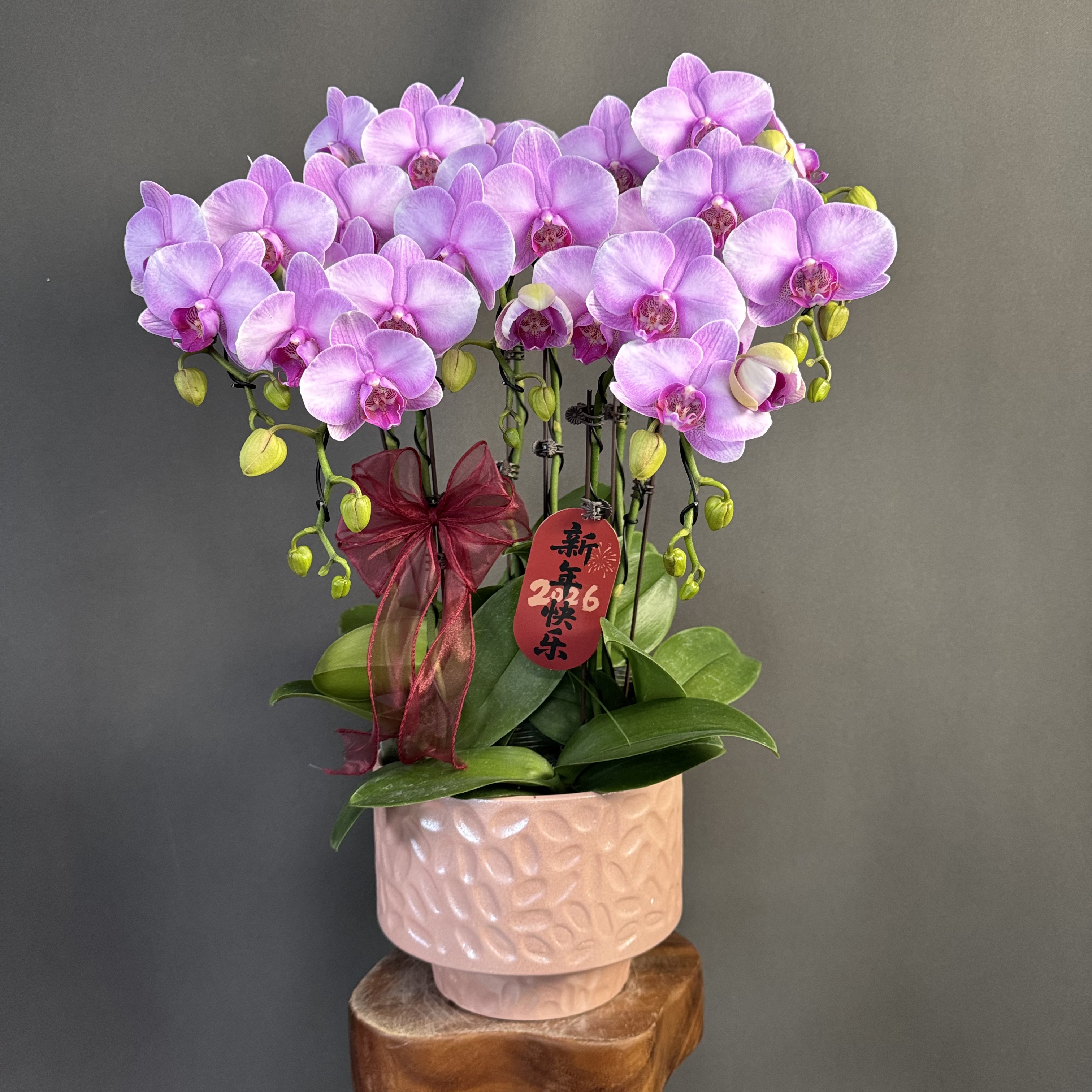 【月亮公主】欧品 天然色系马克龙花花 精致款蝴蝶兰 室内花卉