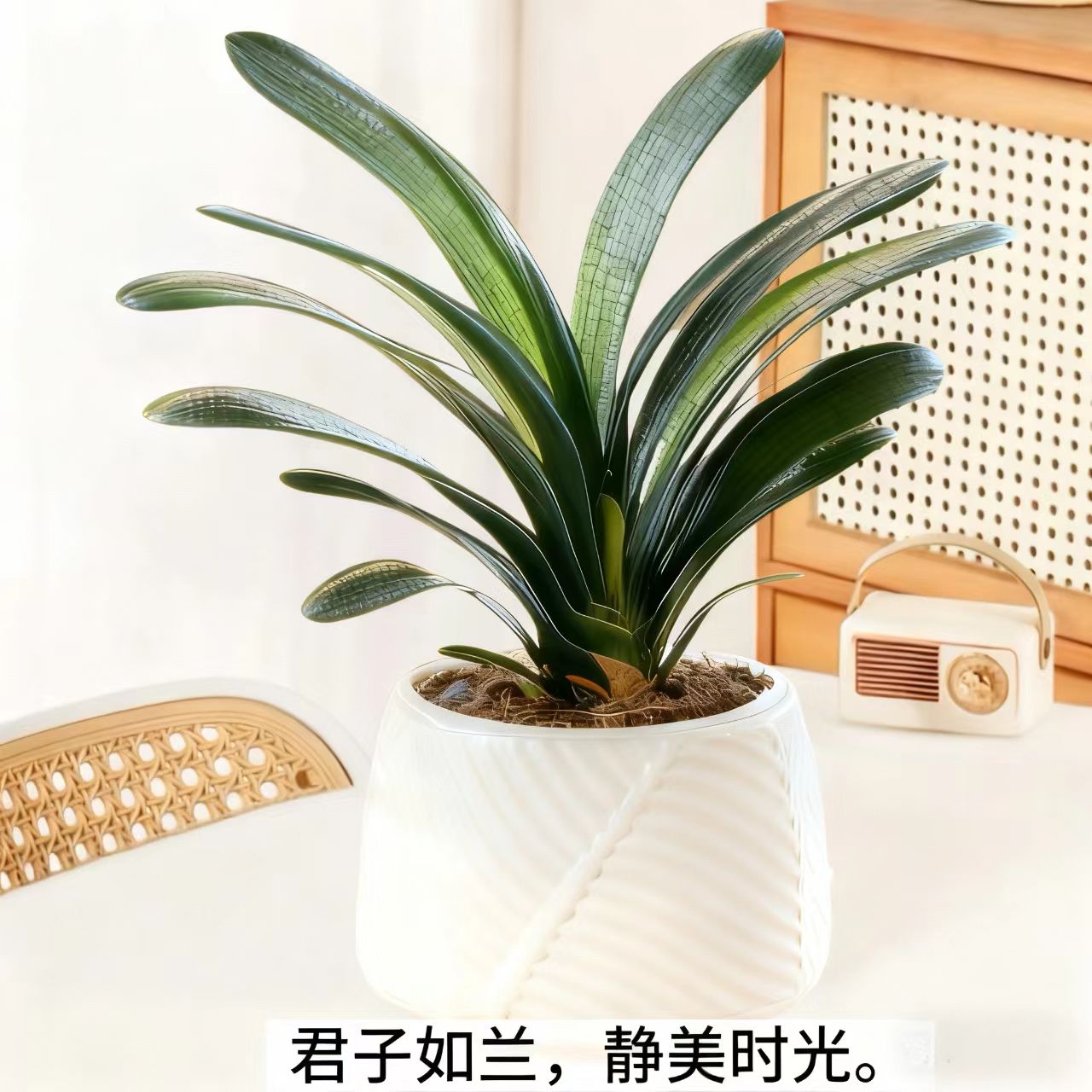 CZ补贴【8-12】君子兰绿植盆栽室内花卉四季常青耐阴好养活带盆