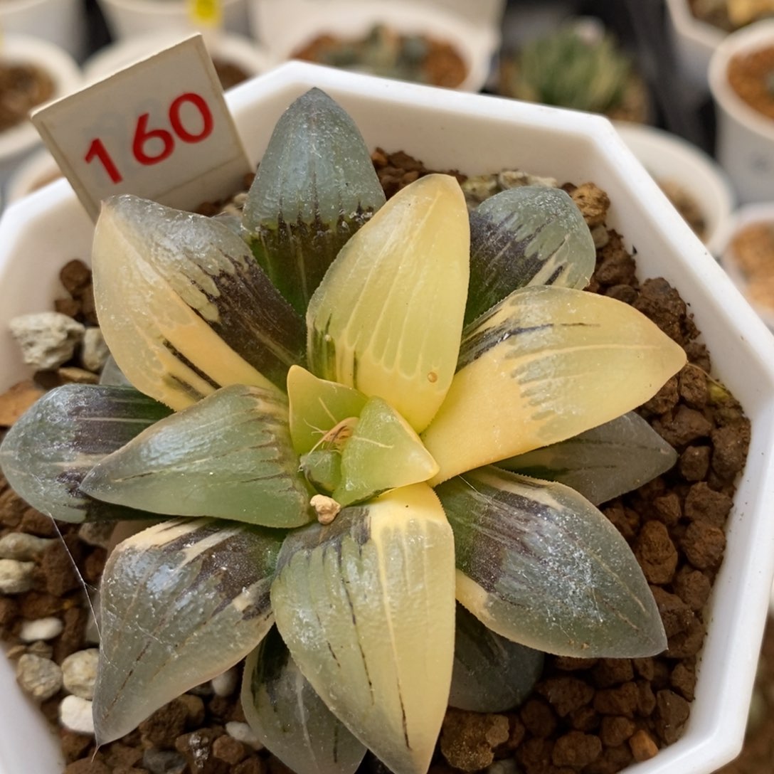 160红文寿多肉植物