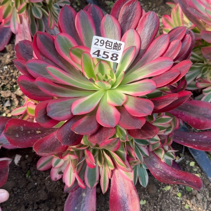 美杜花脸……多肉植物……