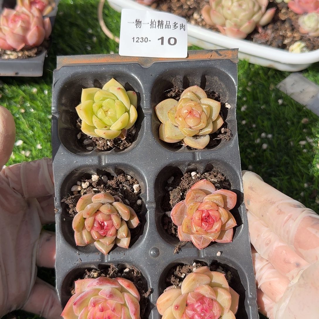 1230-10多肉一物一拍