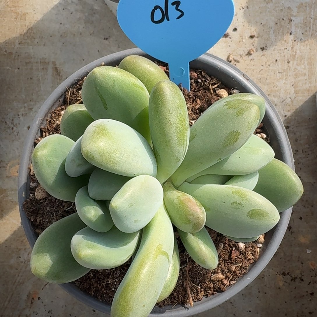奶龙。       美人。  