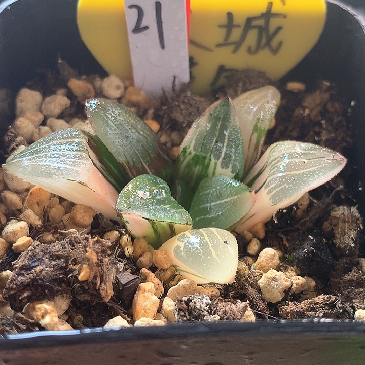 21号冰城寿锦带盆土