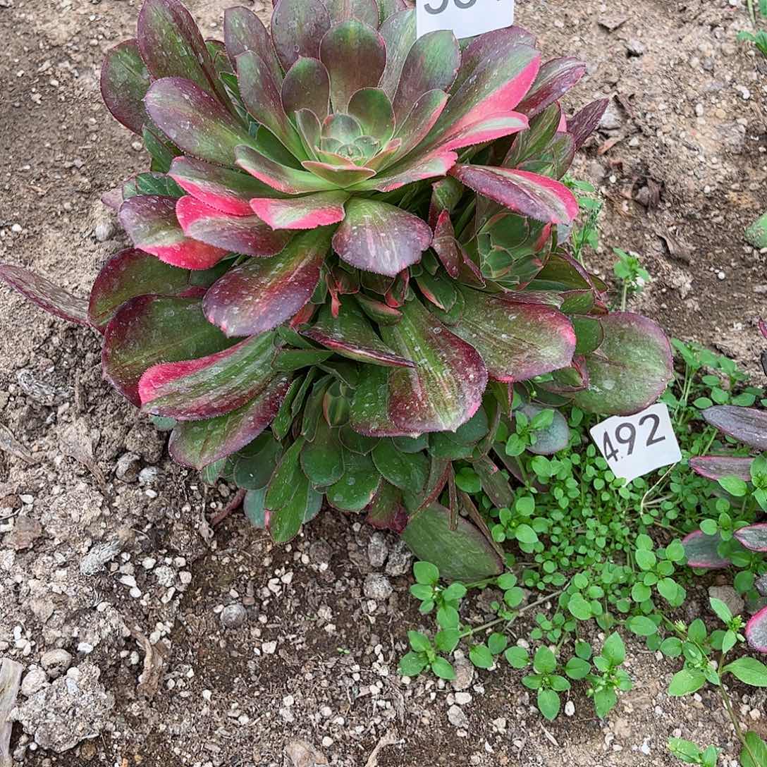 多肉植物七彩534