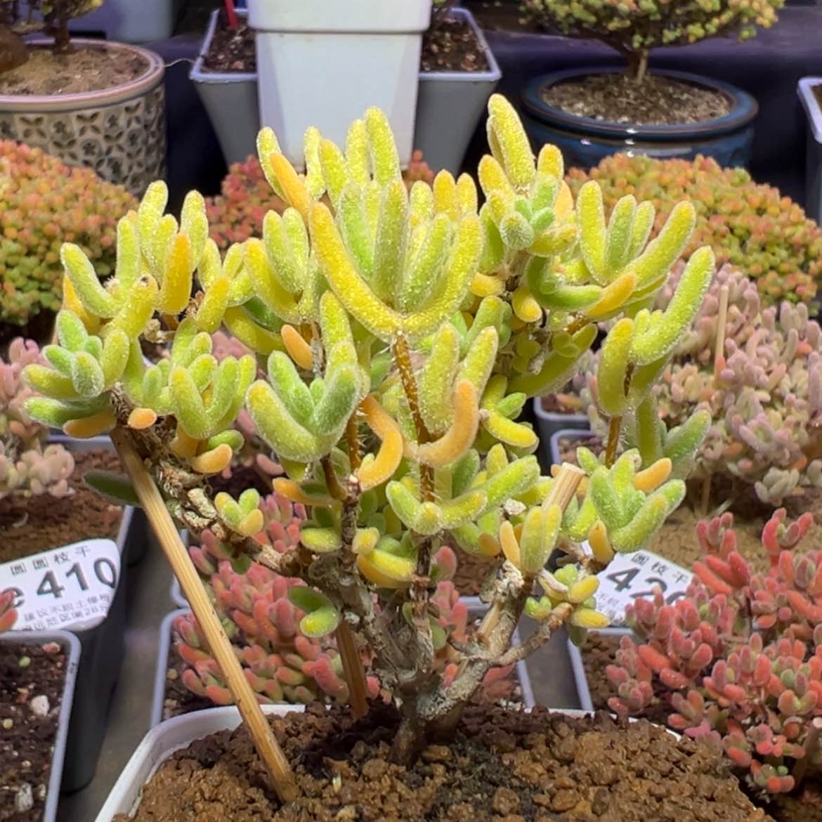 【闪购商品】e435小老桩白晶枝干番杏