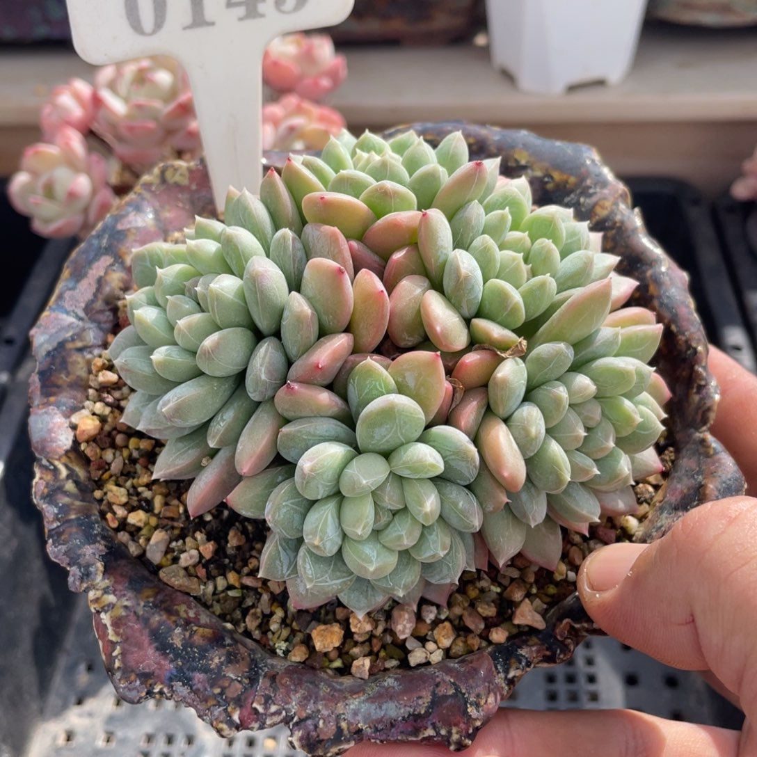 0145百达翡翠不带盆9厘米
