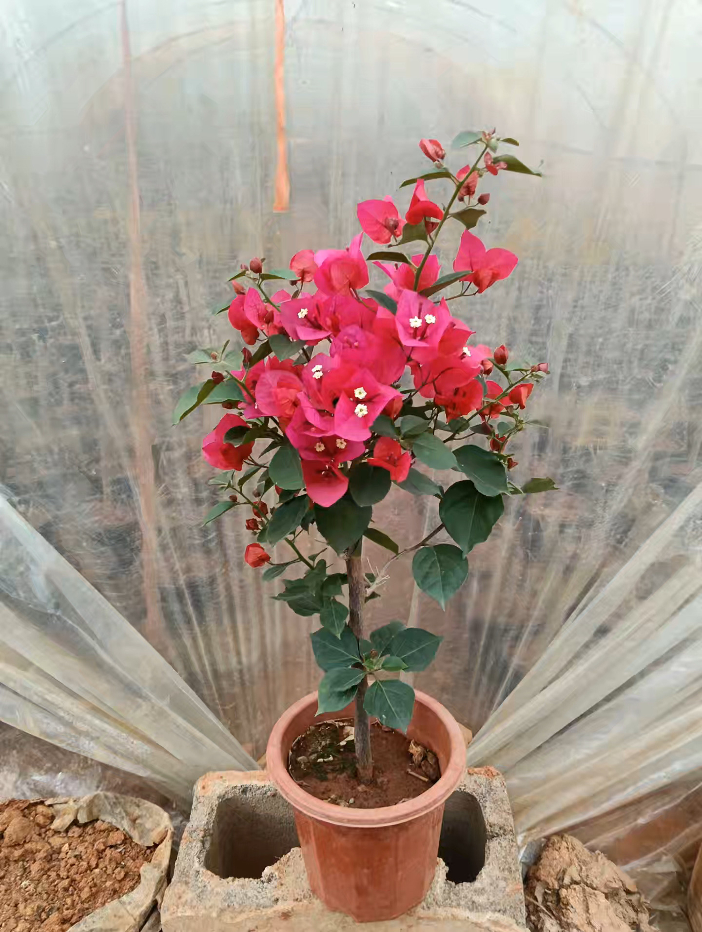 中国红60厘米高度 带盆发货 一物一拍