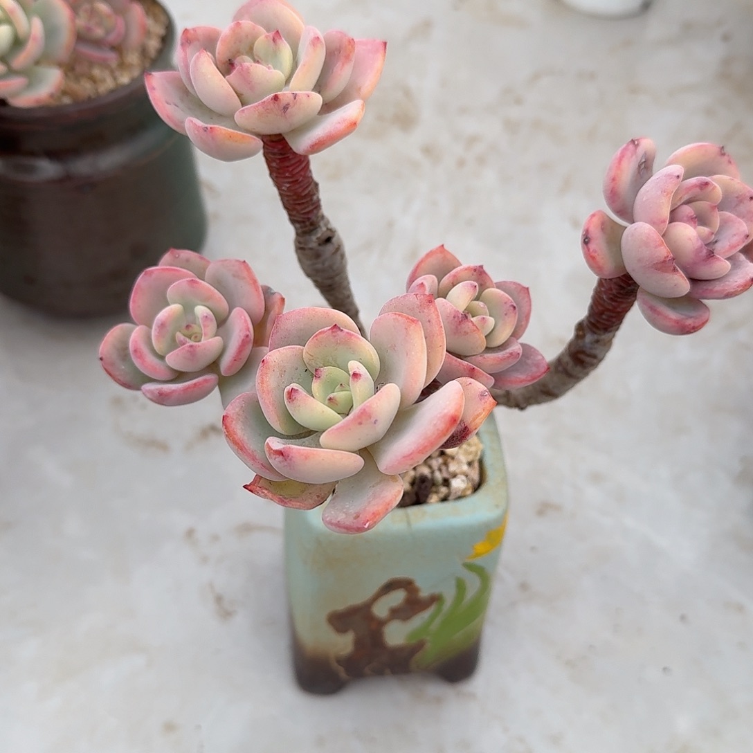 无***我白月光多肉植物一颗