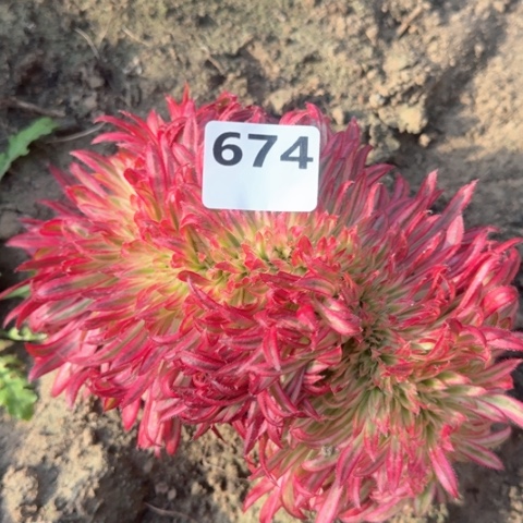 e**n法师朱雀16-33