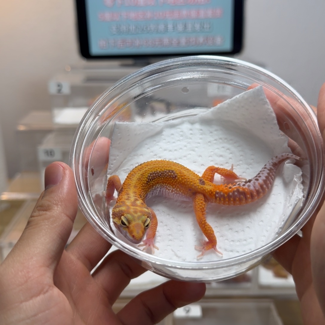 豹纹守宫雨水白化妹妹