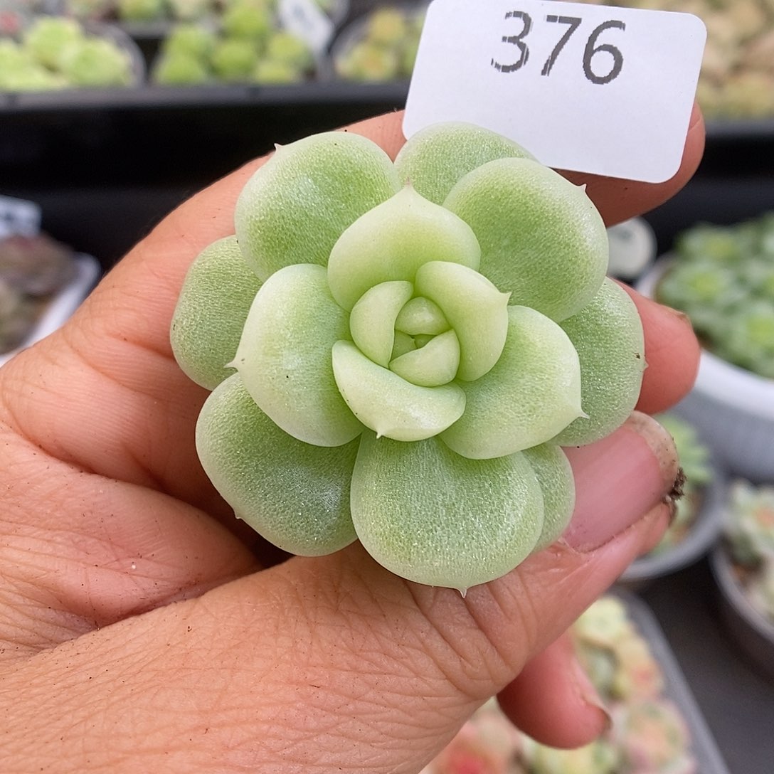 一物一拍一物一拍911-376