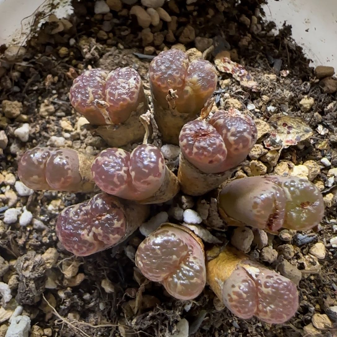 9.9。 2351泡泡有伤福利。5012