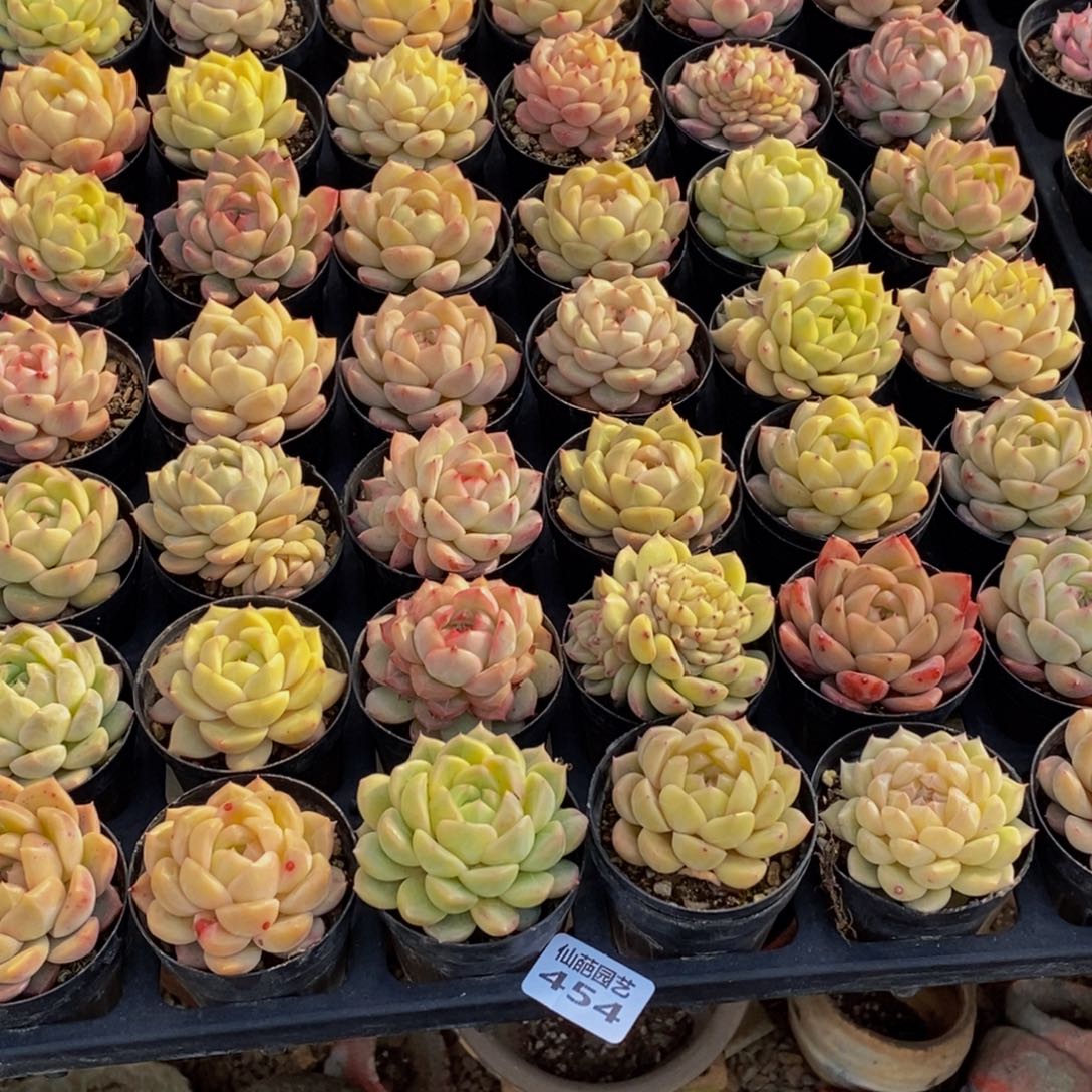 Y*454多肉植物保护研究所