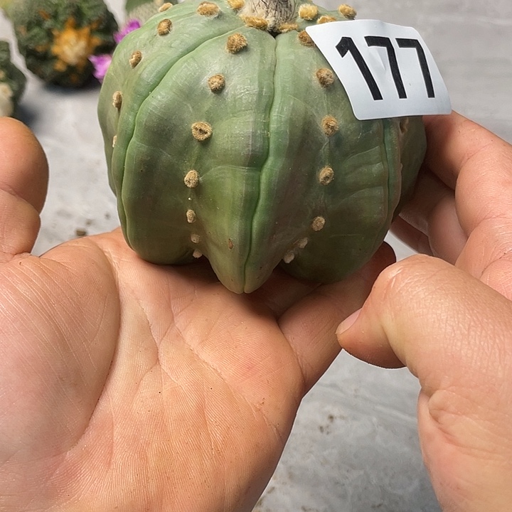 完全开放177海星指纹