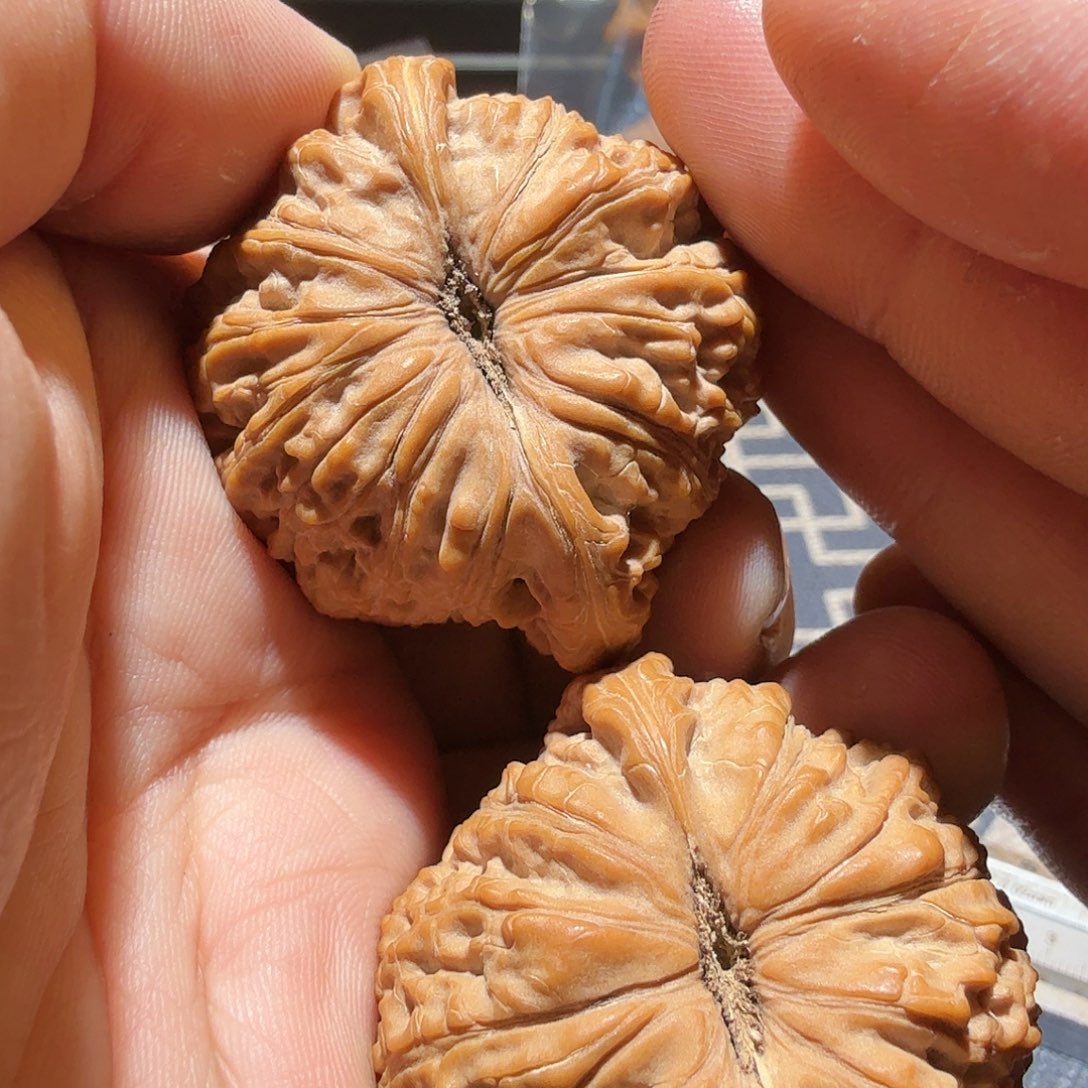 文玩核桃把件泥鳅背