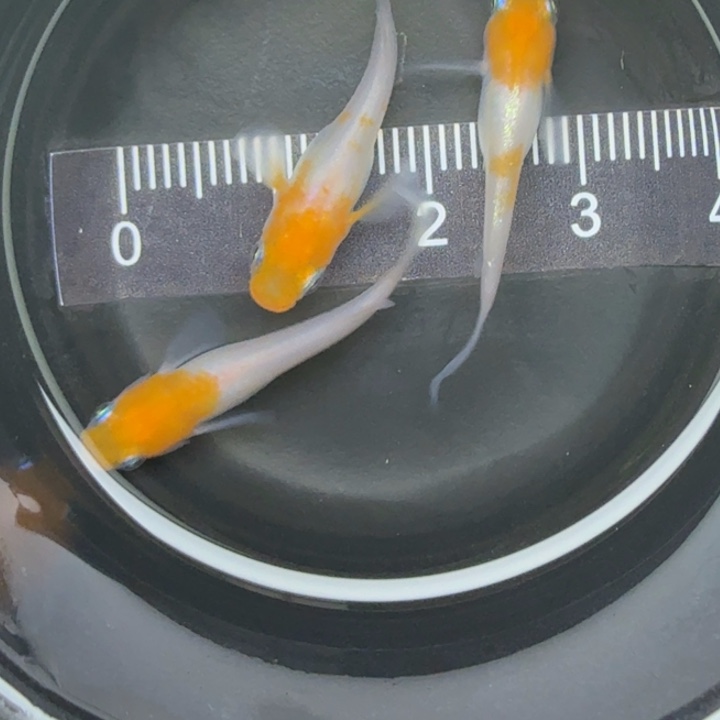 青鳉鱼小町红白12号