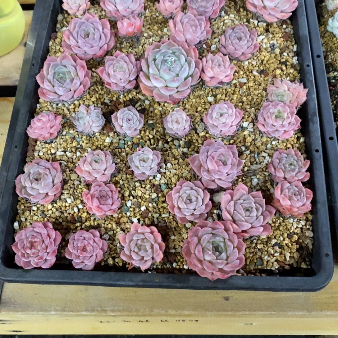 小***堡精占多肉一物一拍不包整380