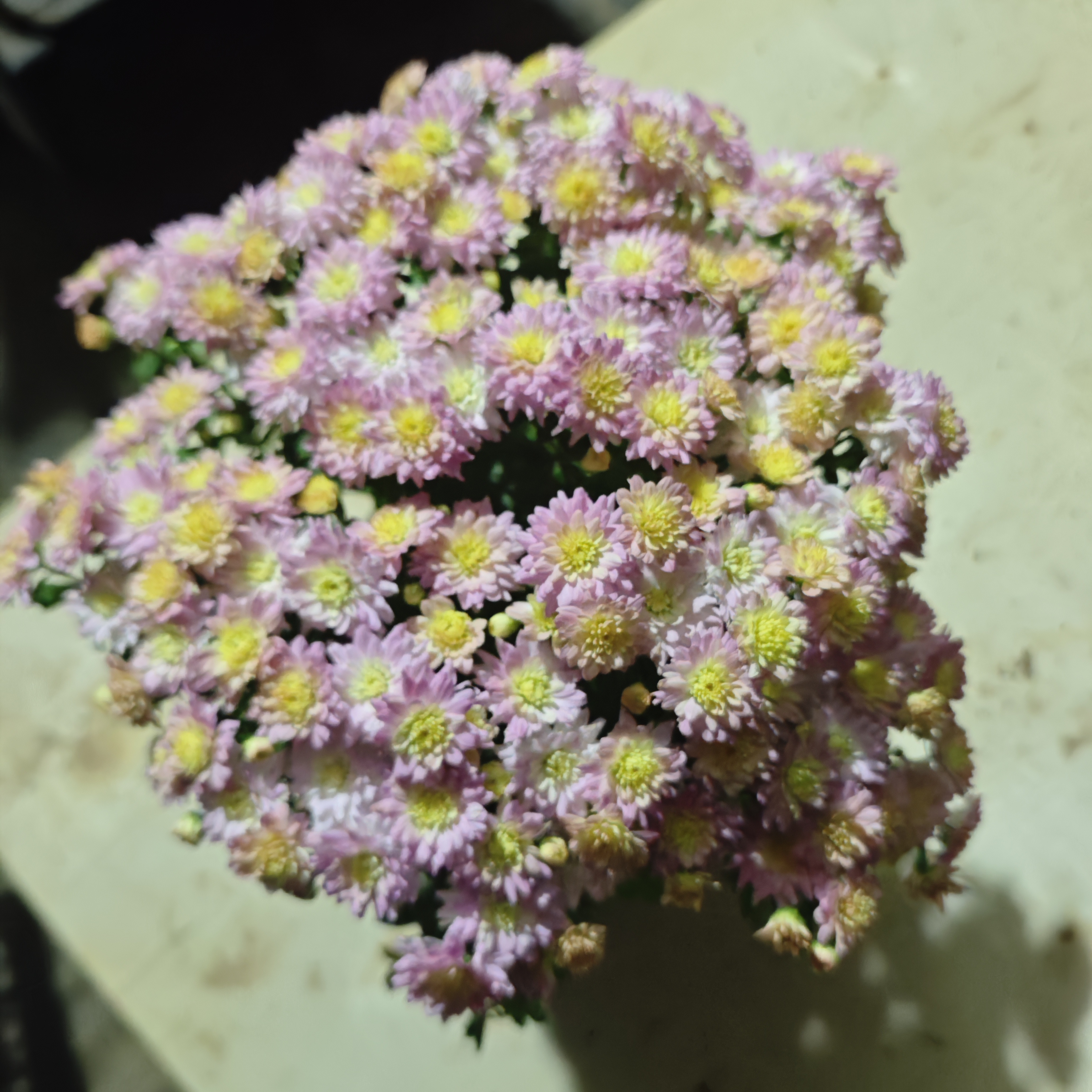 【球菊】盆栽耐热耐寒多色
