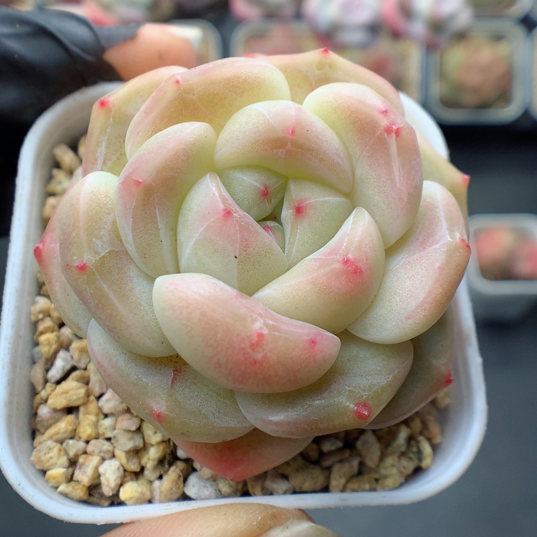 多肉植物。 糖心61