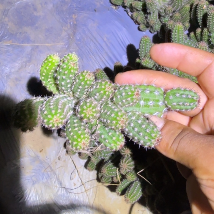 白檀仙人掌848侧芽群一个
