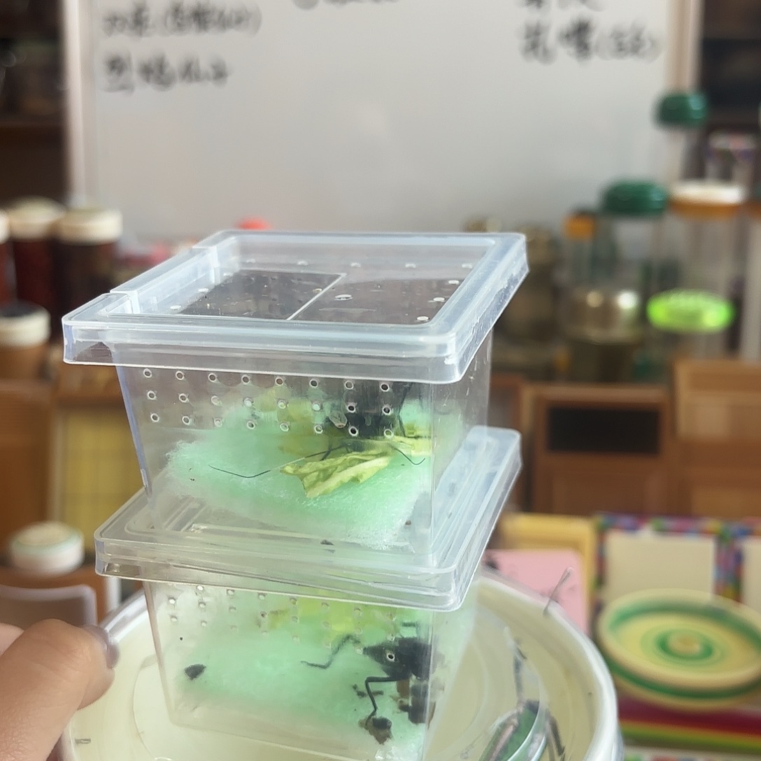 两条电报 素背 不包断须尾
