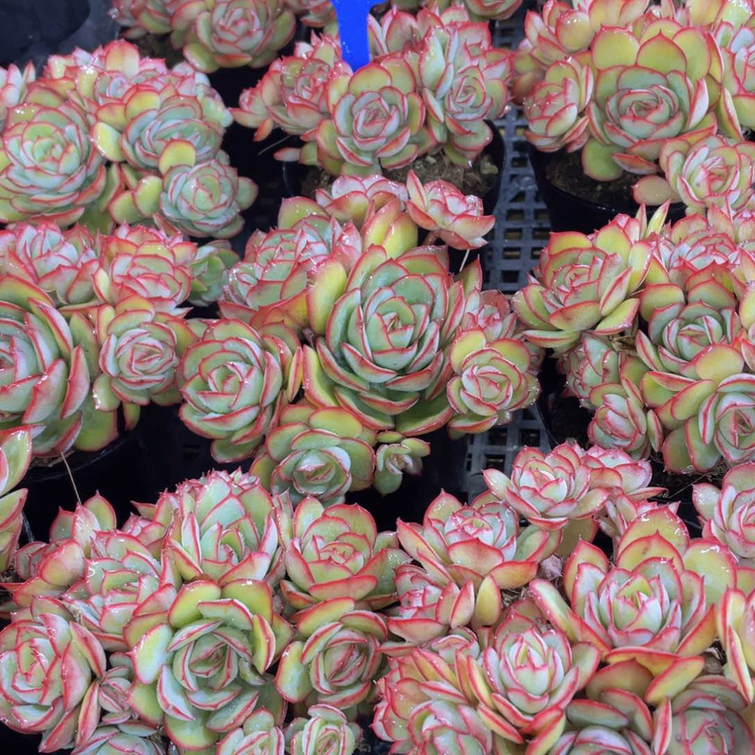 量拍139号 牡丹亭大群生一个