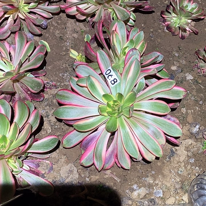 多肉植物法师68红魔女