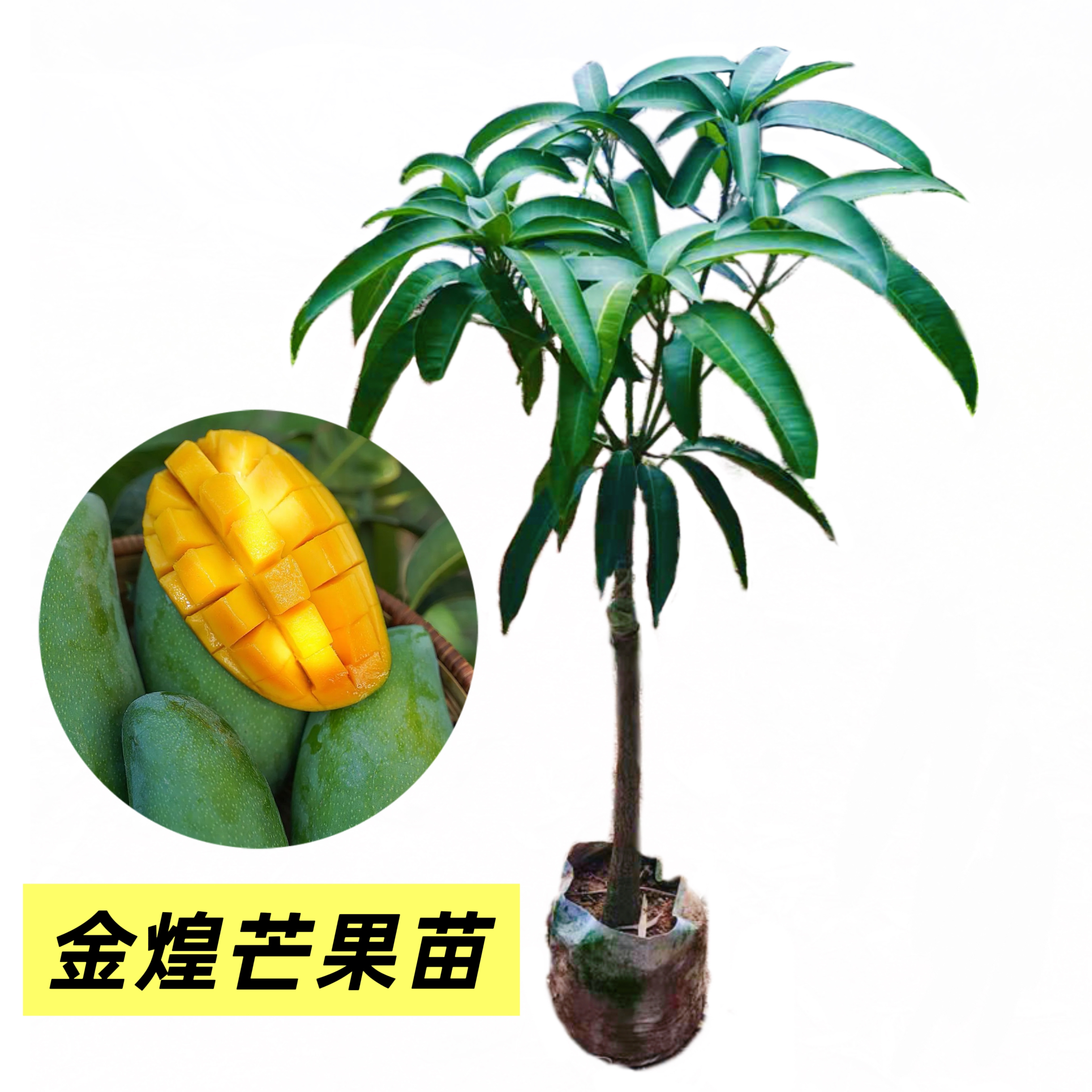 金煌芒 绿植盆栽地栽果苗绿植直播间一树一拍