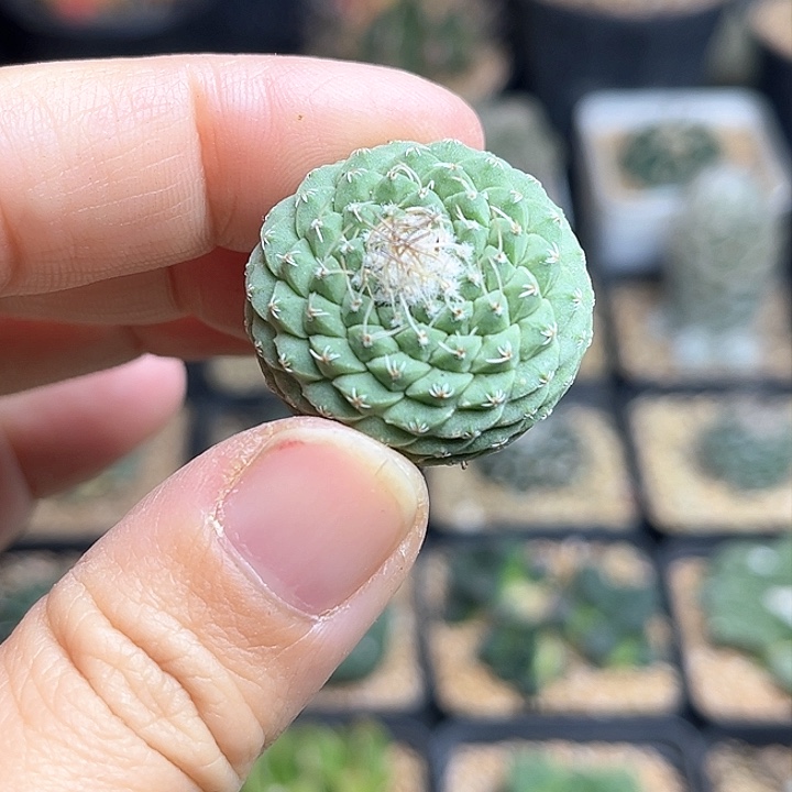 菊水实生球一颗2.7公分