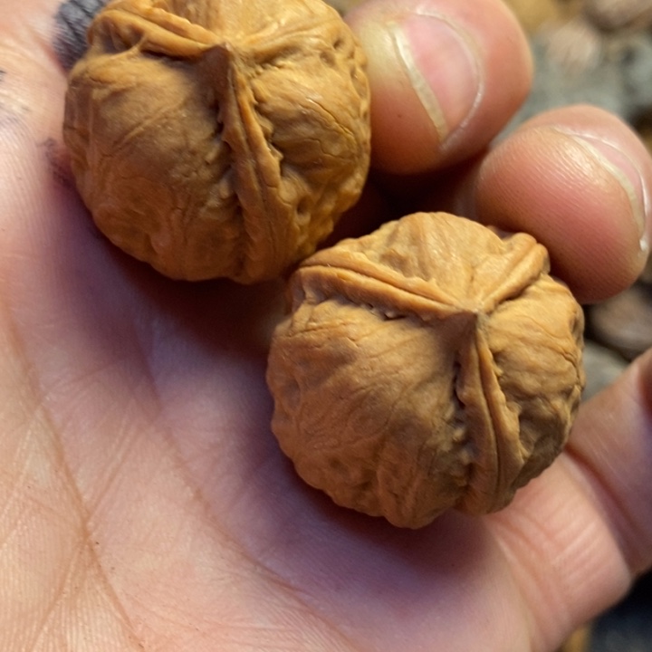 桃核吊坠东北特产101