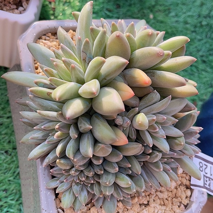 梵高美人缀26128多肉植物