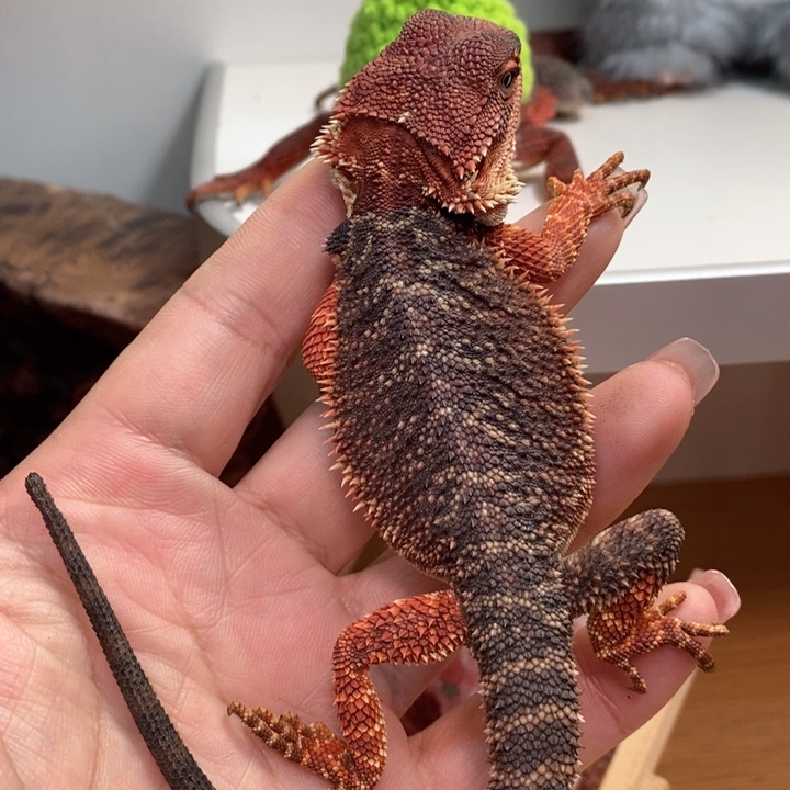 鬃狮蜥黑红双隐弟弟