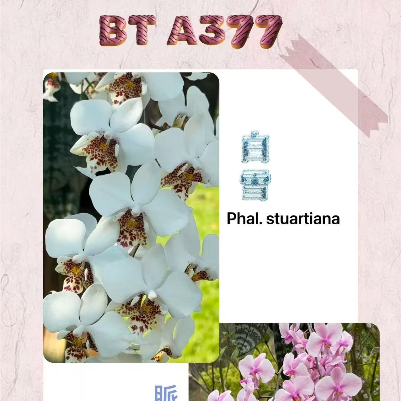 大树 BT-A377（ 苗）