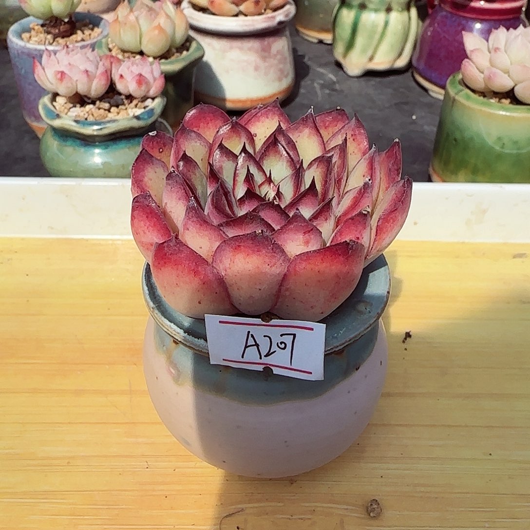 小暖萌友会福利A207