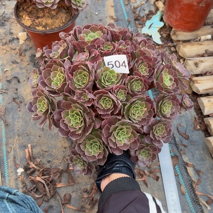 荷兰玫瑰多肉植物不包损504