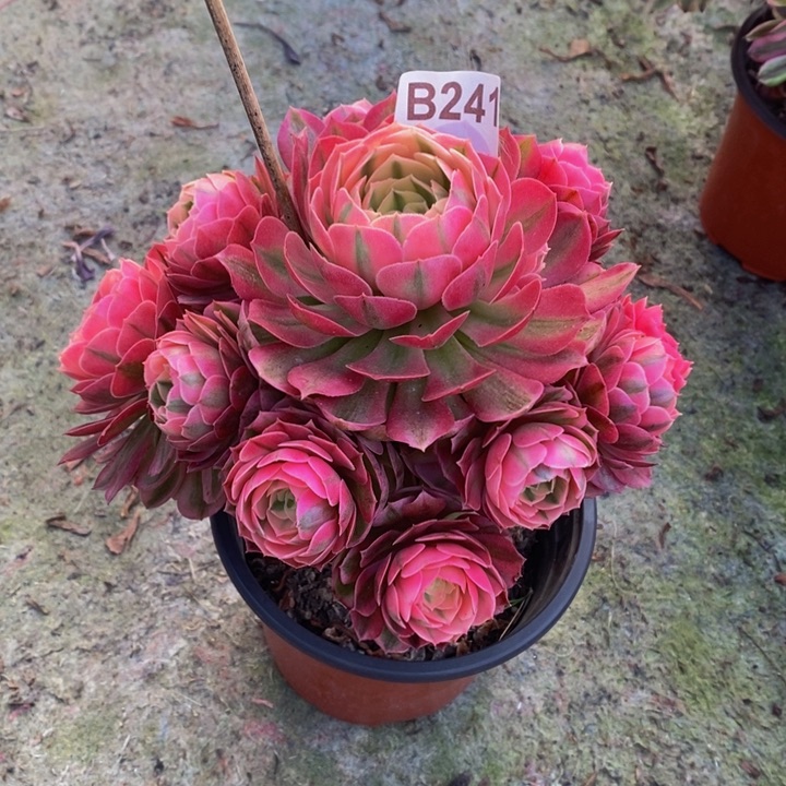 倾城多肉植物241