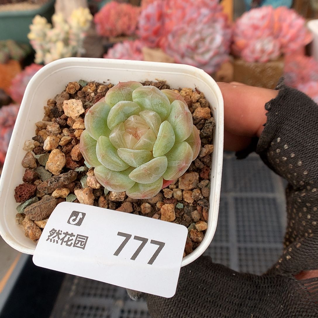 777白恋多肉植物6666
