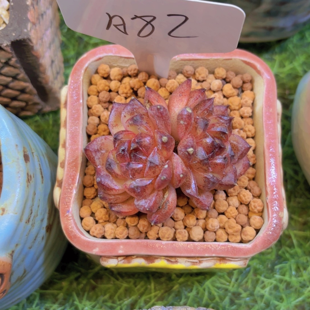 隔****云南金致家精品多肉