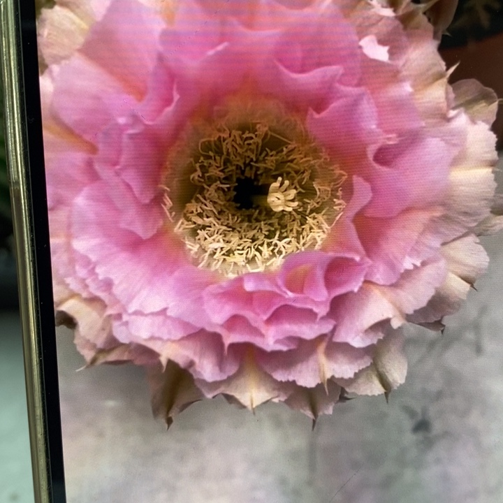 彩草318带根6公分左右干皮