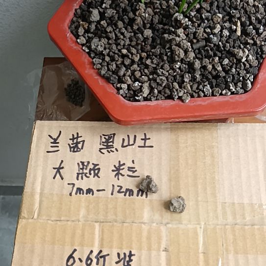 李***景兰菌黑山土大颗粒6.6斤