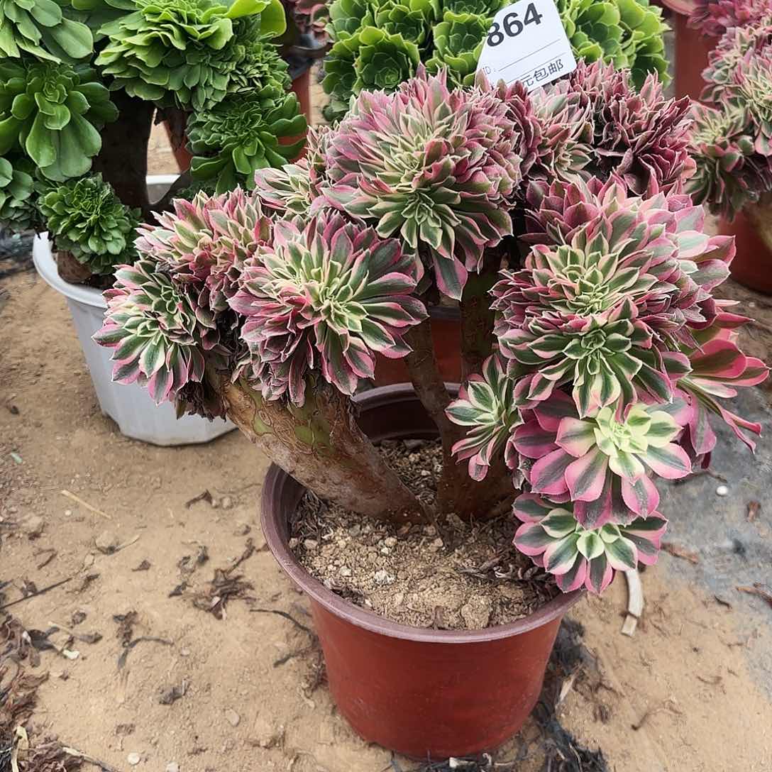 864粉女巫缀多肉植物