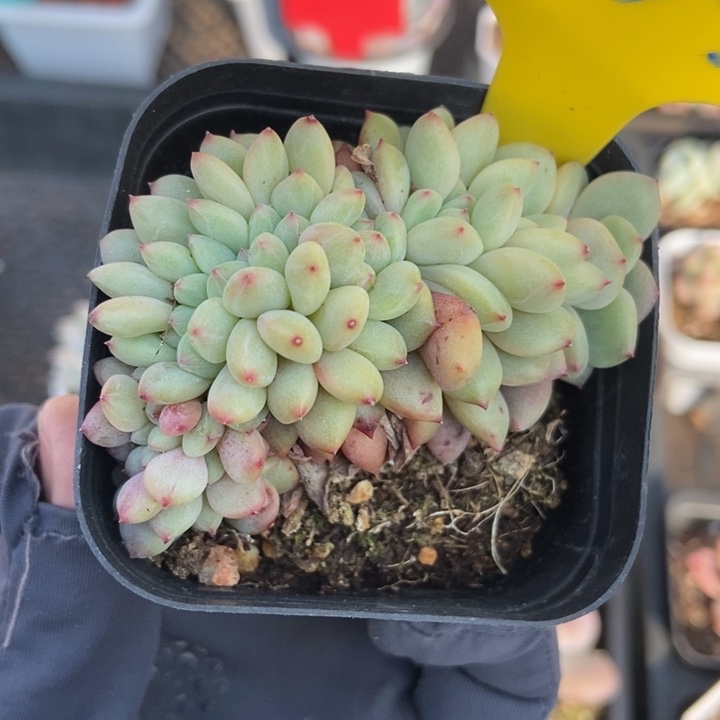 933爱丽儿多肉植物保护