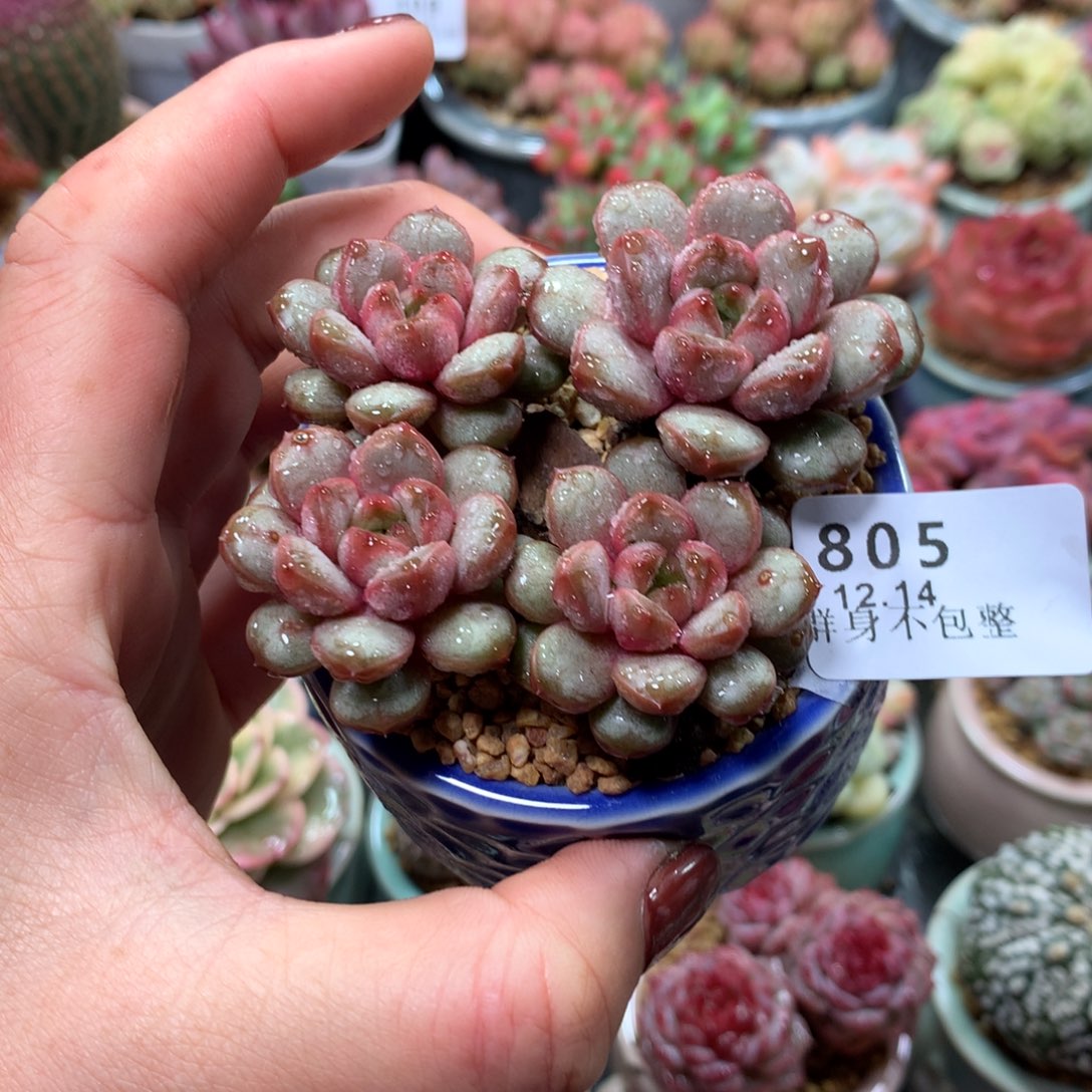 精控拇指盆12.14805