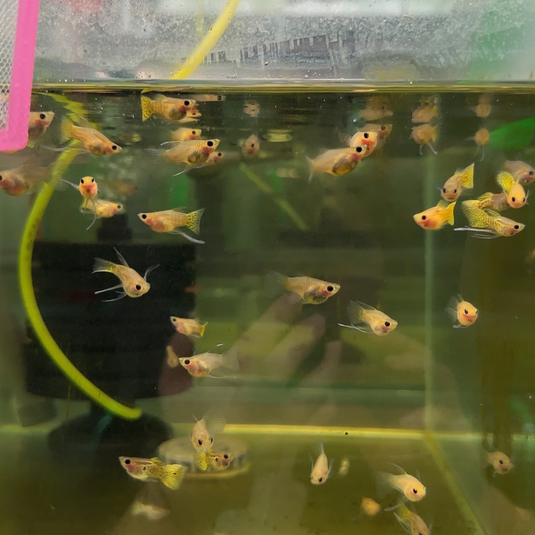 孔雀鱼黑金蕾丝玻璃猫C苗10条随机