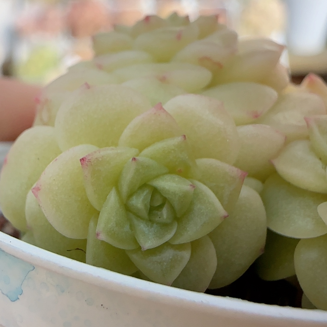 原****啊【闪购商品】0205-142（ht-17）