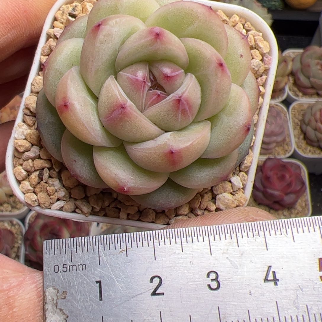 597 多肉植物组合盆栽