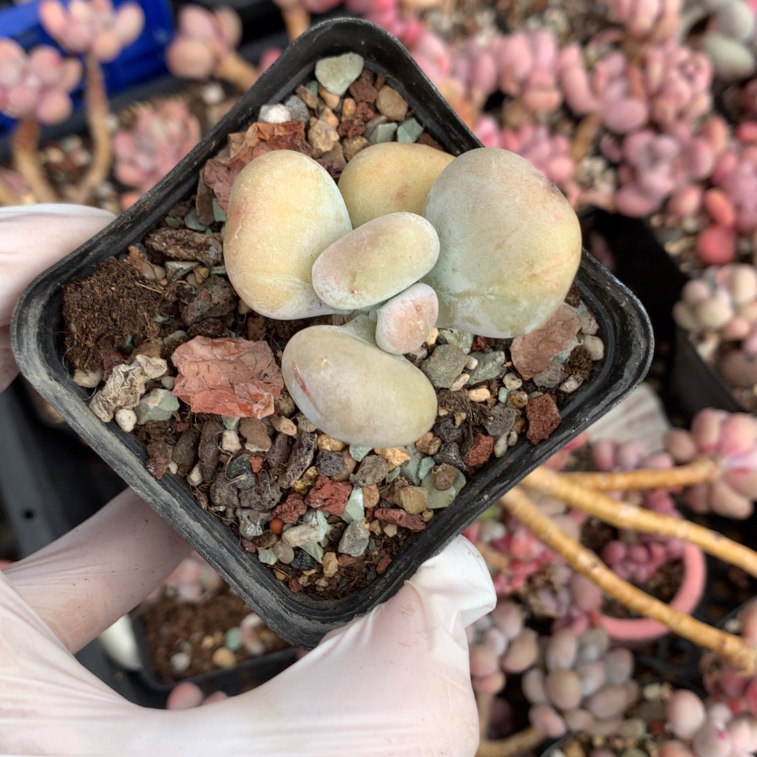 523 黄油油煎奶酪