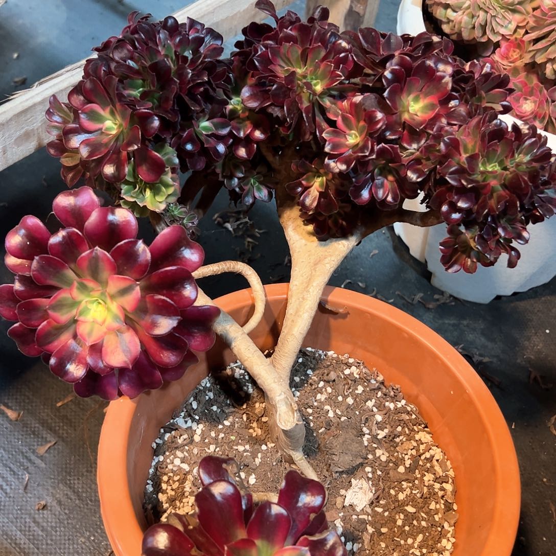 美杜莎老桩全朵朵妖装瑕疵