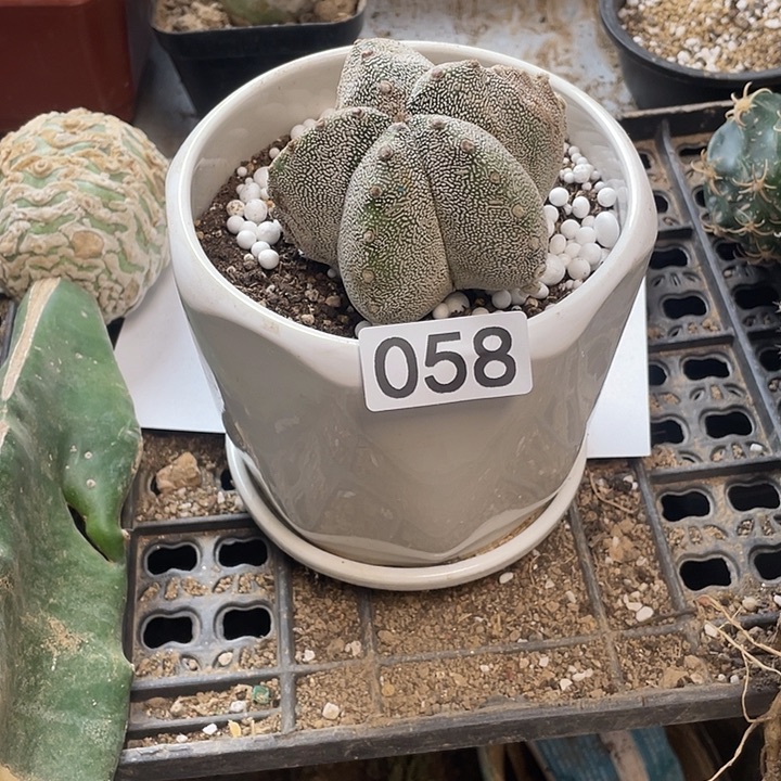 仙人球58号球草球