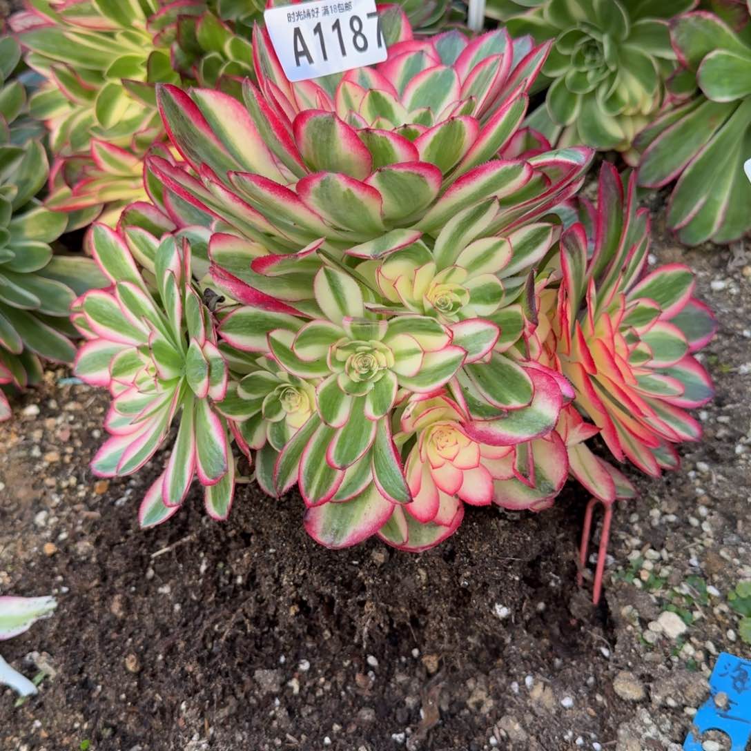 余1187荔枝。多肉植物